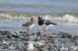 Oystercatcher (Haematopus ostralegus)