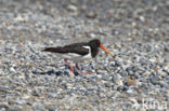 Oystercatcher (Haematopus ostralegus)