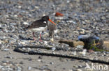 Oystercatcher (Haematopus ostralegus)