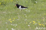 Oystercatcher (Haematopus ostralegus)