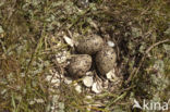 Scholekster (Haematopus ostralegus)