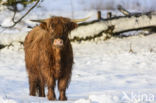 Highland Cow (Bos domesticus)