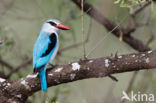 Senegalese Ijsvogel (Halcyon senegalensis)