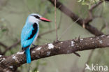 Senegalese Ijsvogel (Halcyon senegalensis)