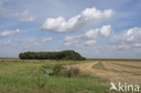 rural