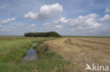 rural