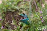 Smaragdhagedis (Lacerta viridis)