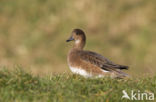 Wigeon (Anas penelope)