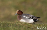 Wigeon (Anas penelope)