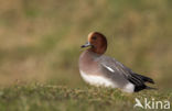 Wigeon (Anas penelope)