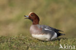 Wigeon (Anas penelope)