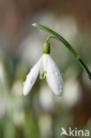 Snowdrop (Galanthus spec.)