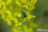 Weevil (Curculio spec.)