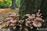 Sombere honingzwam (Armillaria ostoyae)