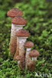 Sombere honingzwam (Armillaria ostoyae)