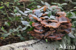 Sombere honingzwam (Armillaria ostoyae)