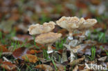 Sombere honingzwam (Armillaria ostoyae)