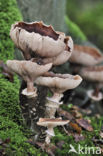 Sombere honingzwam (Armillaria ostoyae)