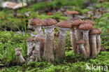 Sombere honingzwam (Armillaria ostoyae)