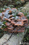 Sombere honingzwam (Armillaria ostoyae)