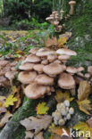 Sombere honingzwam (Armillaria ostoyae)