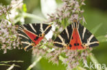 Spaanse vlag (Euplagia quadripunctaria)