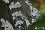 Pleated Inkcap (Coprinus picaceus)