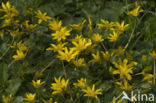 Lesser Celandine (Ranunculus ficaria)