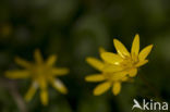 Lesser Celandine (Ranunculus ficaria)