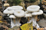 Chicken run funnel (Clitocybe phaeophthalma)