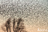 European Starling (Sturnus vulgaris)