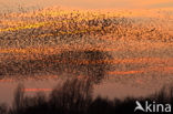 European Starling (Sturnus vulgaris)