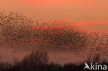 European Starling (Sturnus vulgaris)