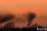 European Starling (Sturnus vulgaris)