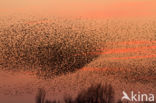 European Starling (Sturnus vulgaris)