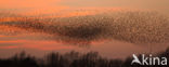 European Starling (Sturnus vulgaris)