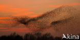 European Starling (Sturnus vulgaris)