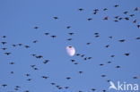 European Starling (Sturnus vulgaris)