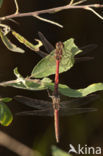 Steenrode heidelibel (Sympetrum vulgatum)