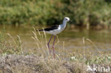 Steltkluut (Himantopus himantopus)