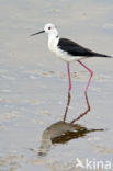 Black-winged Stilt (Himantopus himantopus)