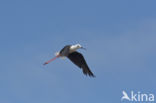 Black-winged Stilt (Himantopus himantopus)