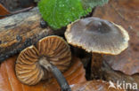 Sterspoorvezelkop (Inocybe asterospora)