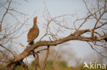 Swainson s spurfowl (Pternistis swainsonii)