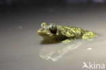 Eastern spadefoot (Pelobates syriacus)