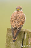 Common Kestrel (Falco tinnunculus)