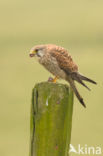 Common Kestrel (Falco tinnunculus)