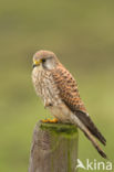 Common Kestrel (Falco tinnunculus)