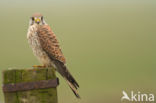 Common Kestrel (Falco tinnunculus)