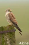 Common Kestrel (Falco tinnunculus)